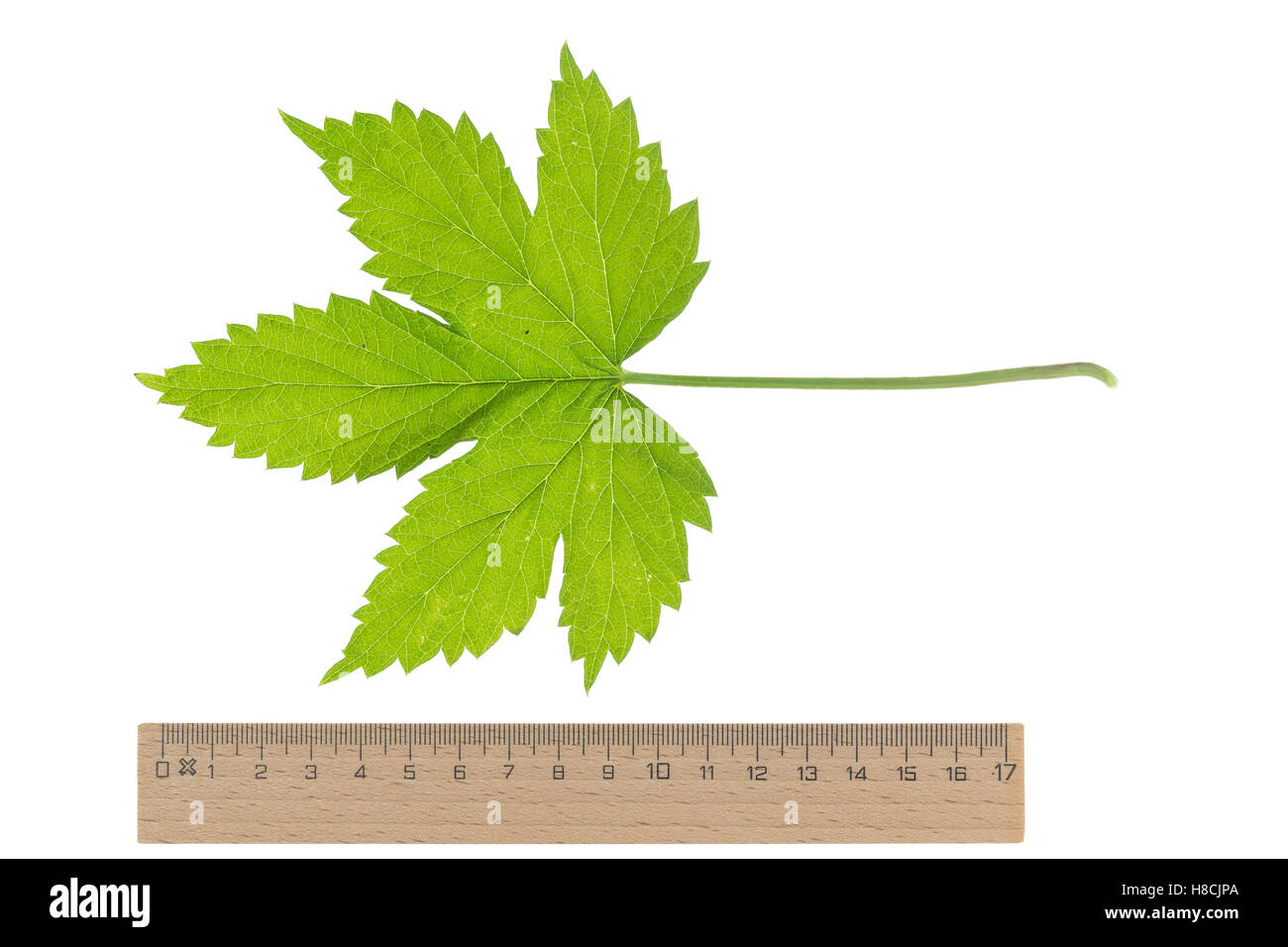 Hopfen, Gewöhnlicher Hopfen, Humulus lupulus, Luppolo, Houblon. Blatt, Blätter, leaf, foglie Foto Stock Hopfen, Gewöhnlicher Hopfen, Humulus lupulus, Luppolo, Houblon. Blatt, Blätter, leaf, foglie Foto Stock