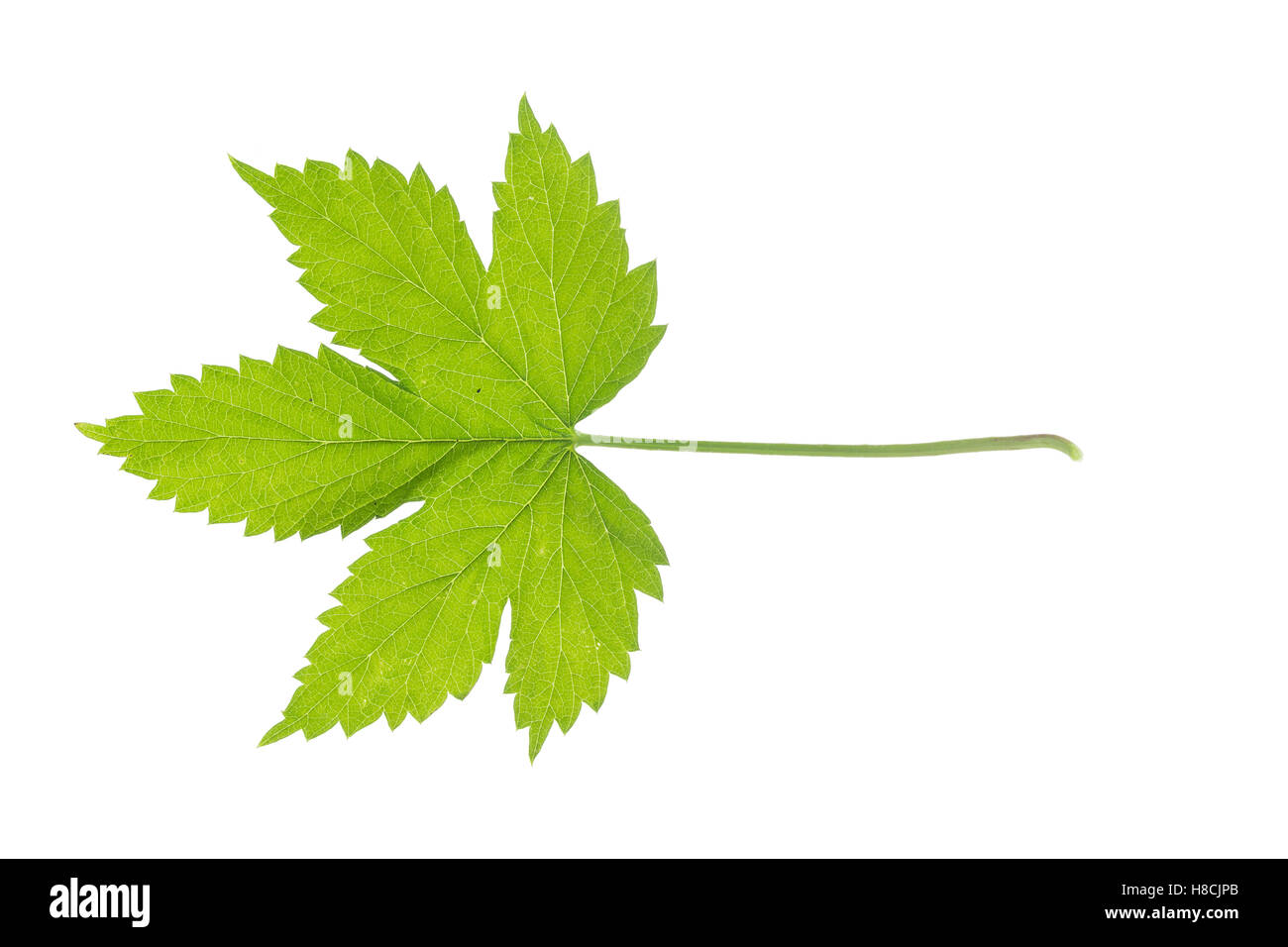 Hopfen, Gewöhnlicher Hopfen, Humulus lupulus, Luppolo, Houblon. Blatt, Blätter, leaf, foglie Foto Stock Hopfen, Gewöhnlicher Hopfen, Humulus lupulus, Luppolo, Houblon. Blatt, Blätter, leaf, foglie Foto Stock