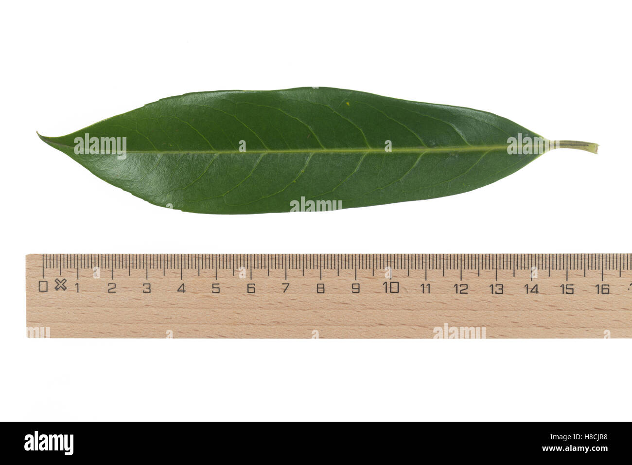 Kirschlorbeer, Lorbeerkirsche, Kirsch-Lorbeer, Lorbeer-Kirsche, Prunus laurocerasus, Cherry Laurel, Laurier-amande, Laurier-ceri Foto Stock
