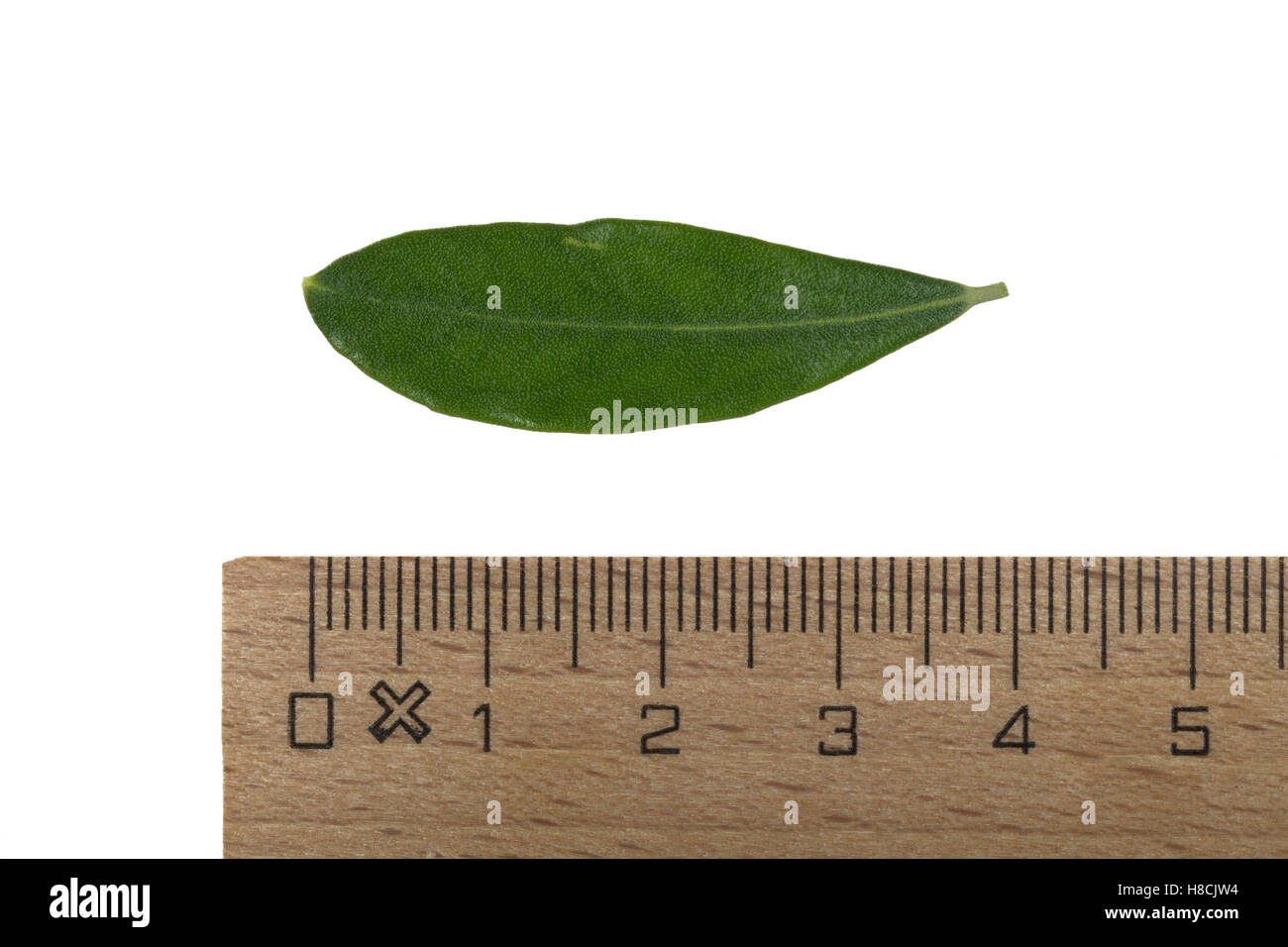Olivenbaum, Oliva, Oliven, Oliven-Baum, Ölbaum, Olea europaea, Oliva, L'olivier. Blatt, Blätter, leaf, foglie Foto Stock