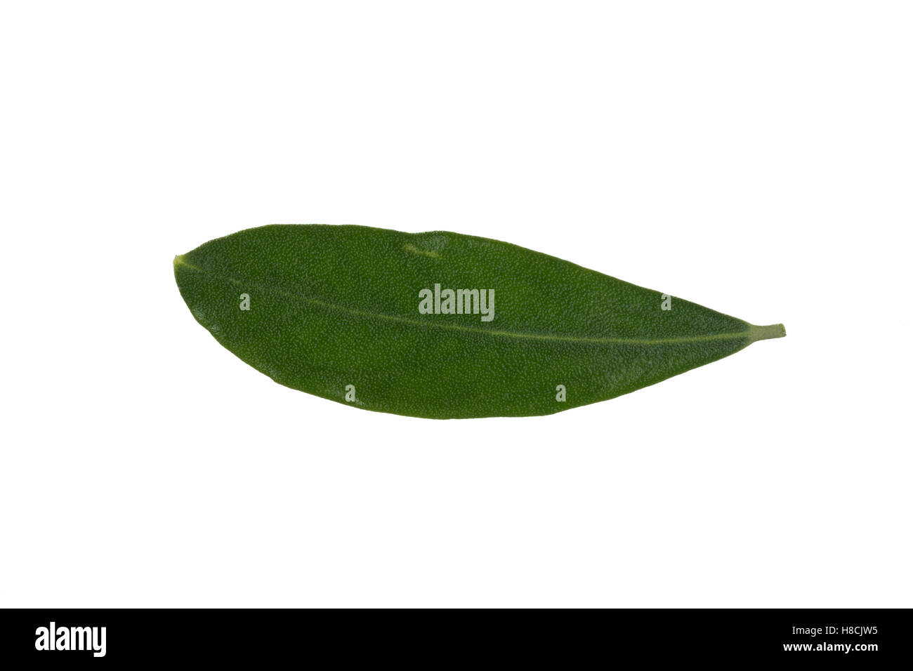 Olivenbaum, Oliva, Oliven, Oliven-Baum, Ölbaum, Olea europaea, Oliva, L'olivier. Blatt, Blätter, leaf, foglie Foto Stock