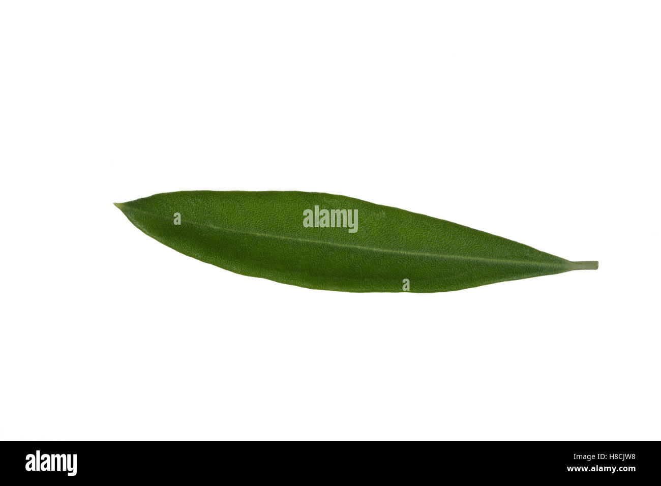 Olivenbaum, Oliva, Oliven, Oliven-Baum, Ölbaum, Olea europaea, Oliva, L'olivier. Blatt, Blätter, leaf, foglie Foto Stock