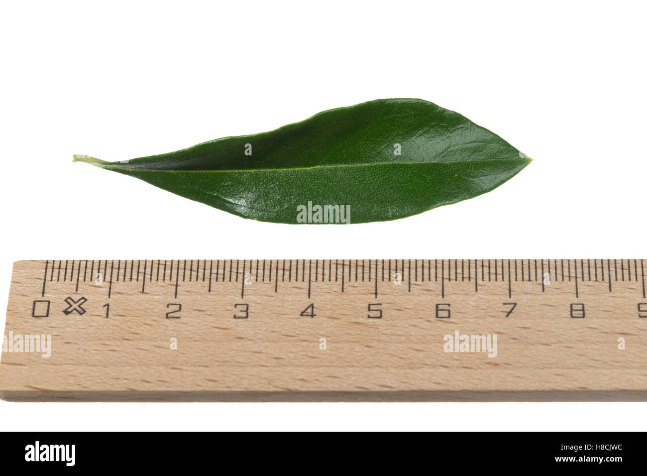 Olivenbaum, Oliva, Oliven, Oliven-Baum, Ölbaum, Olea europaea, Oliva, L'olivier. Blatt, Blätter, leaf, foglie Foto Stock