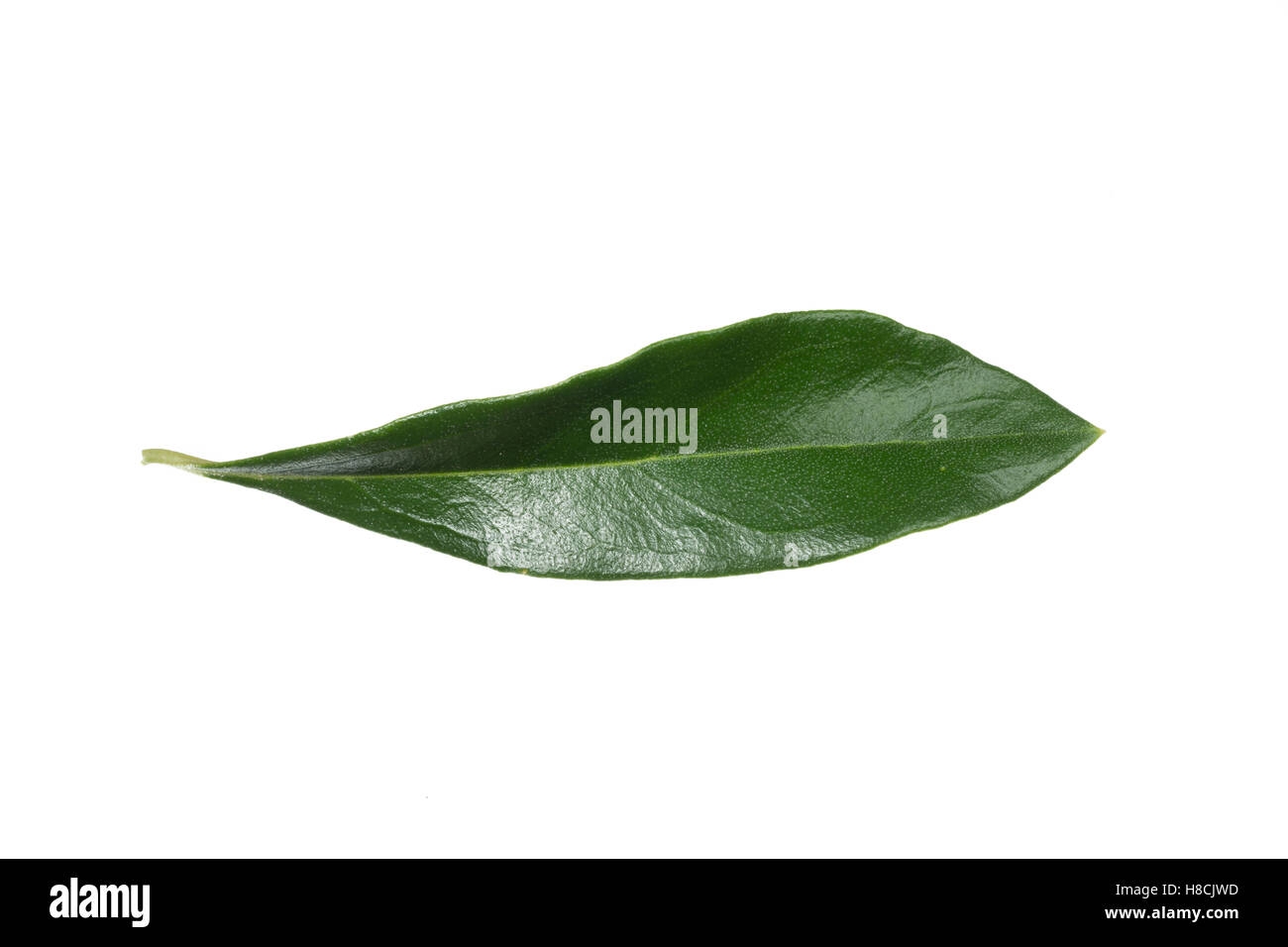 Olivenbaum, Oliva, Oliven, Oliven-Baum, Ölbaum, Olea europaea, Oliva, L'olivier. Blatt, Blätter, leaf, foglie Foto Stock