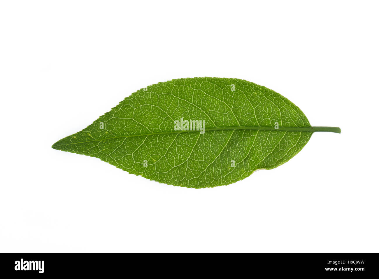 Pfaffenhütchen, Europäisches Pfaffenhütchen, Gewöhnlicher Spindelstrauch, Pfaffenkäppchen, Euonymus europaeus, mandrino comune, e Foto Stock