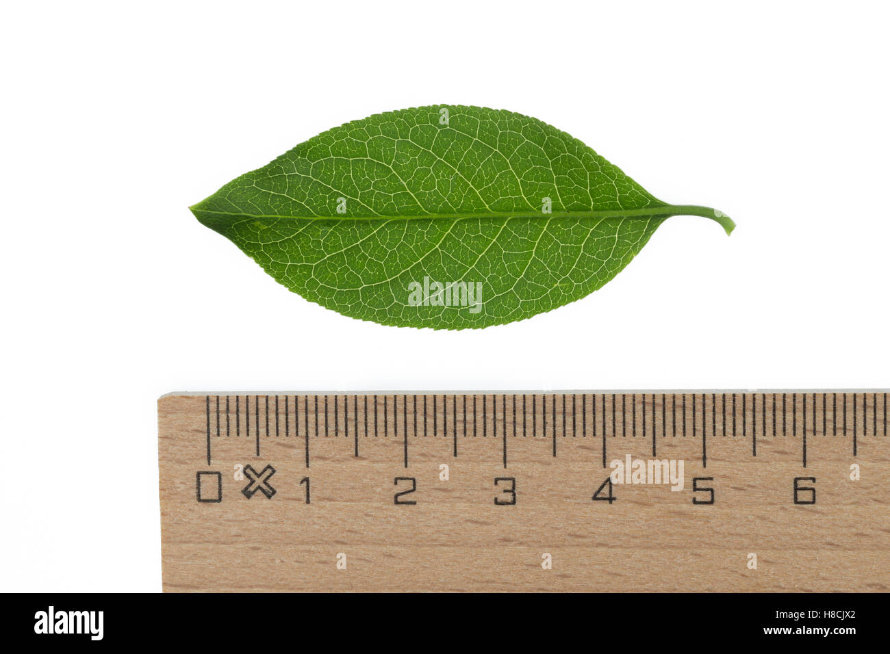 Pfaffenhütchen, Europäisches Pfaffenhütchen, Gewöhnlicher Spindelstrauch, Pfaffenkäppchen, Euonymus europaeus, mandrino comune, e Foto Stock