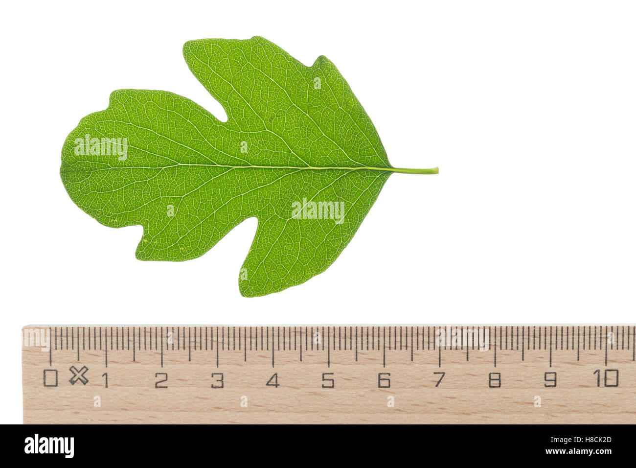 Schneebeere, Gewöhnliche Schneebeere, Knallerbsenstrauch, Symphoricarpos albus, Snowberry, Waxberry, La symphorine. Blatt, Blätt Foto Stock