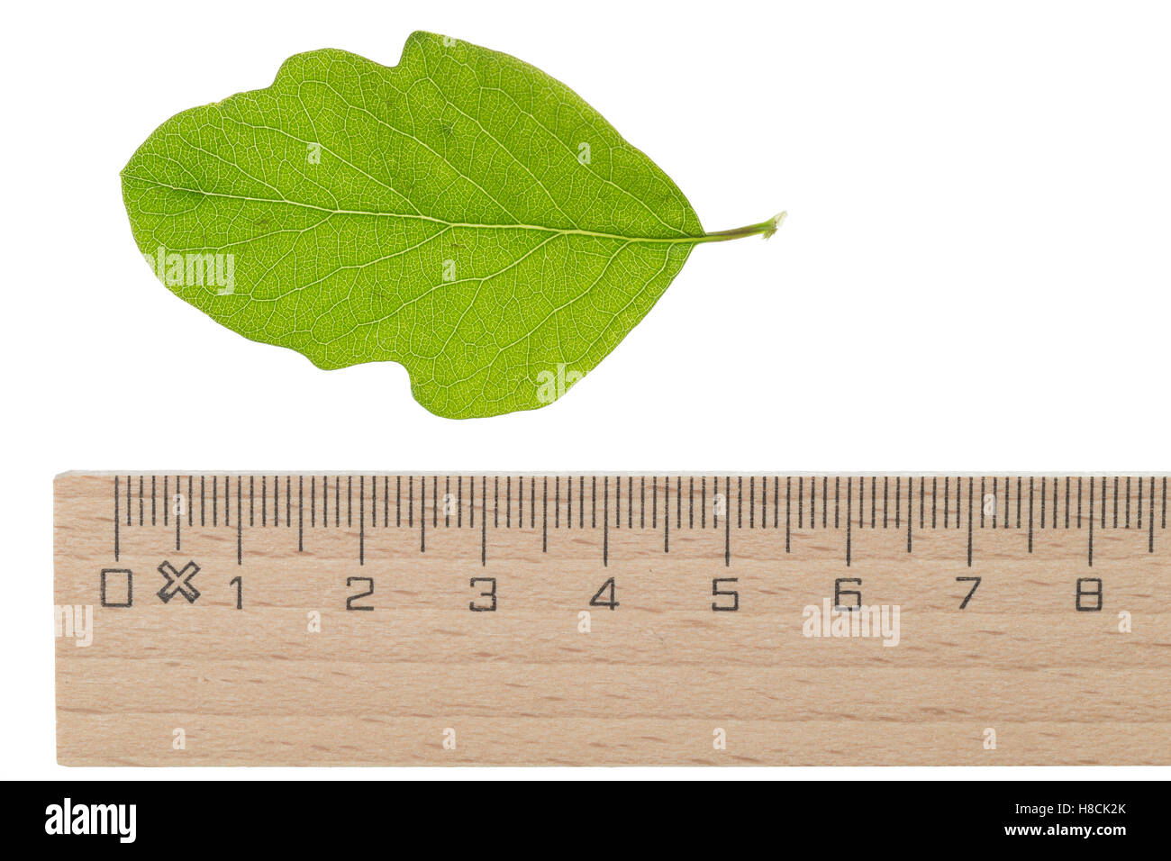 Schneebeere, Gewöhnliche Schneebeere, Knallerbsenstrauch, Symphoricarpos albus, Snowberry, Waxberry, La symphorine. Blatt, Blätt Foto Stock