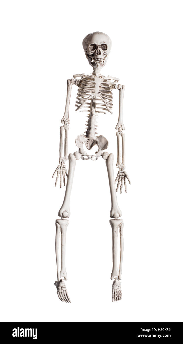 scheletro giocattolo