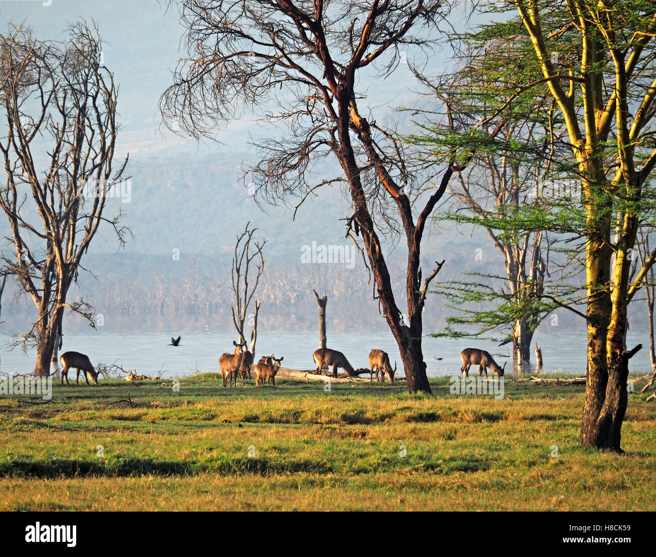 Cormorano battenti passato alla mandria di waterbuck (Kobus ellipsiprymnus) pascolare tra la febbre gialla tree acacias a Lake Nakuru Kenya Foto Stock