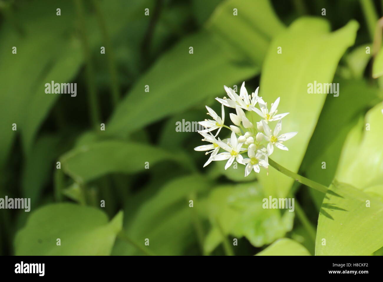 Fiori della pianta di spezie recare il porro (Allium ursinum). Foto Stock