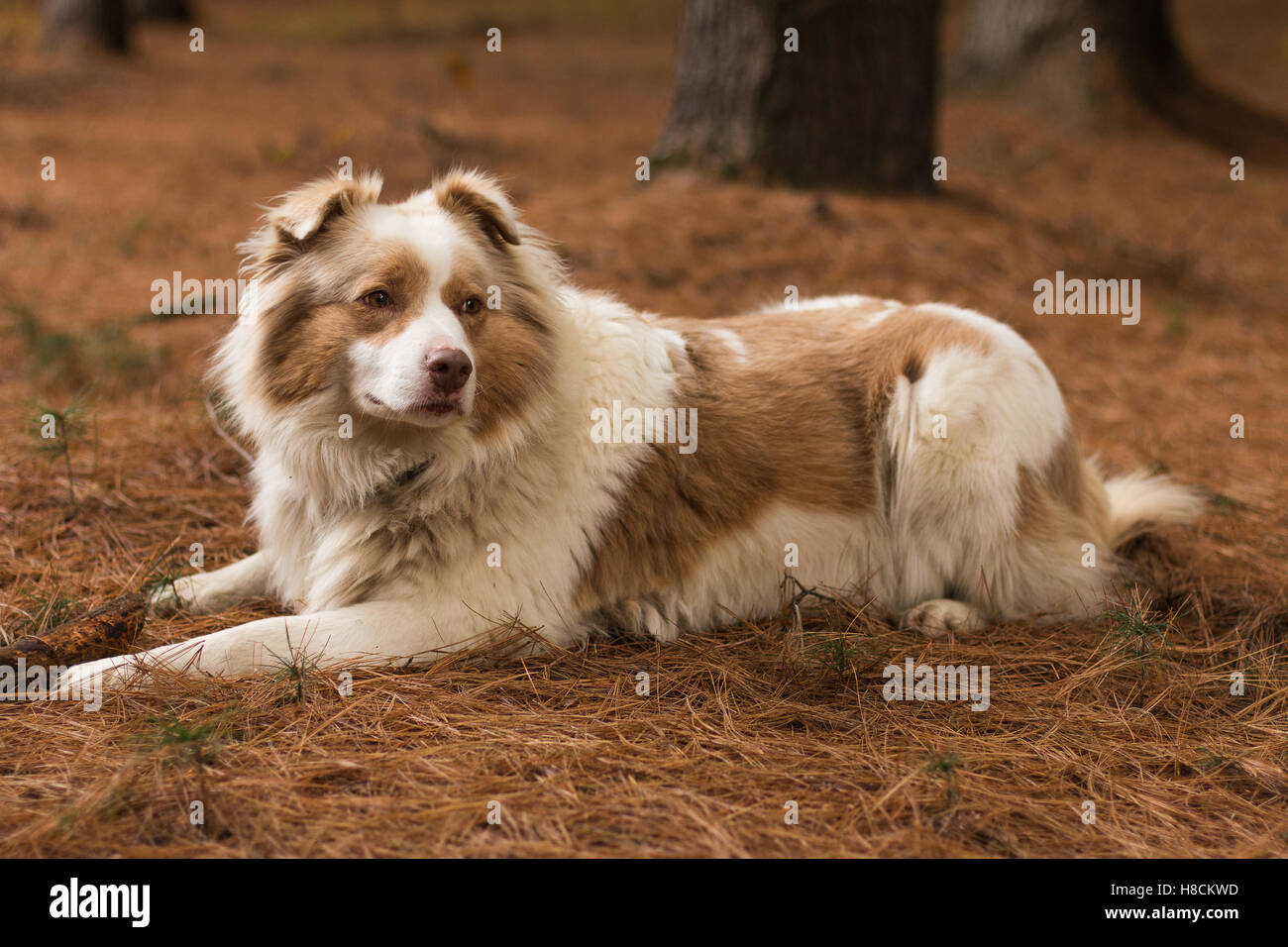 Un bellissimo pastore australiano cane nel bosco Foto Stock