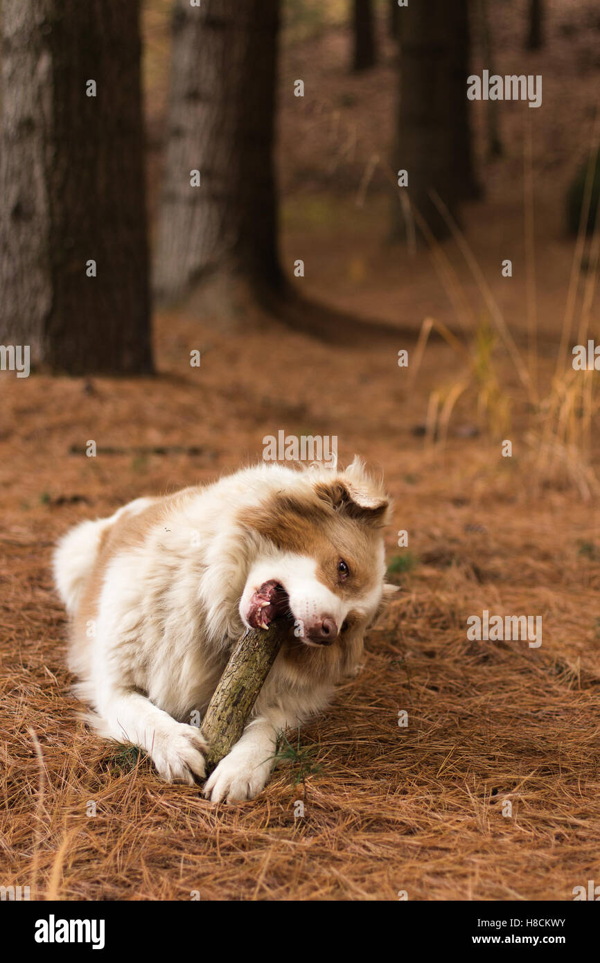 Un bellissimo pastore australiano cane giocando nel bosco Foto Stock