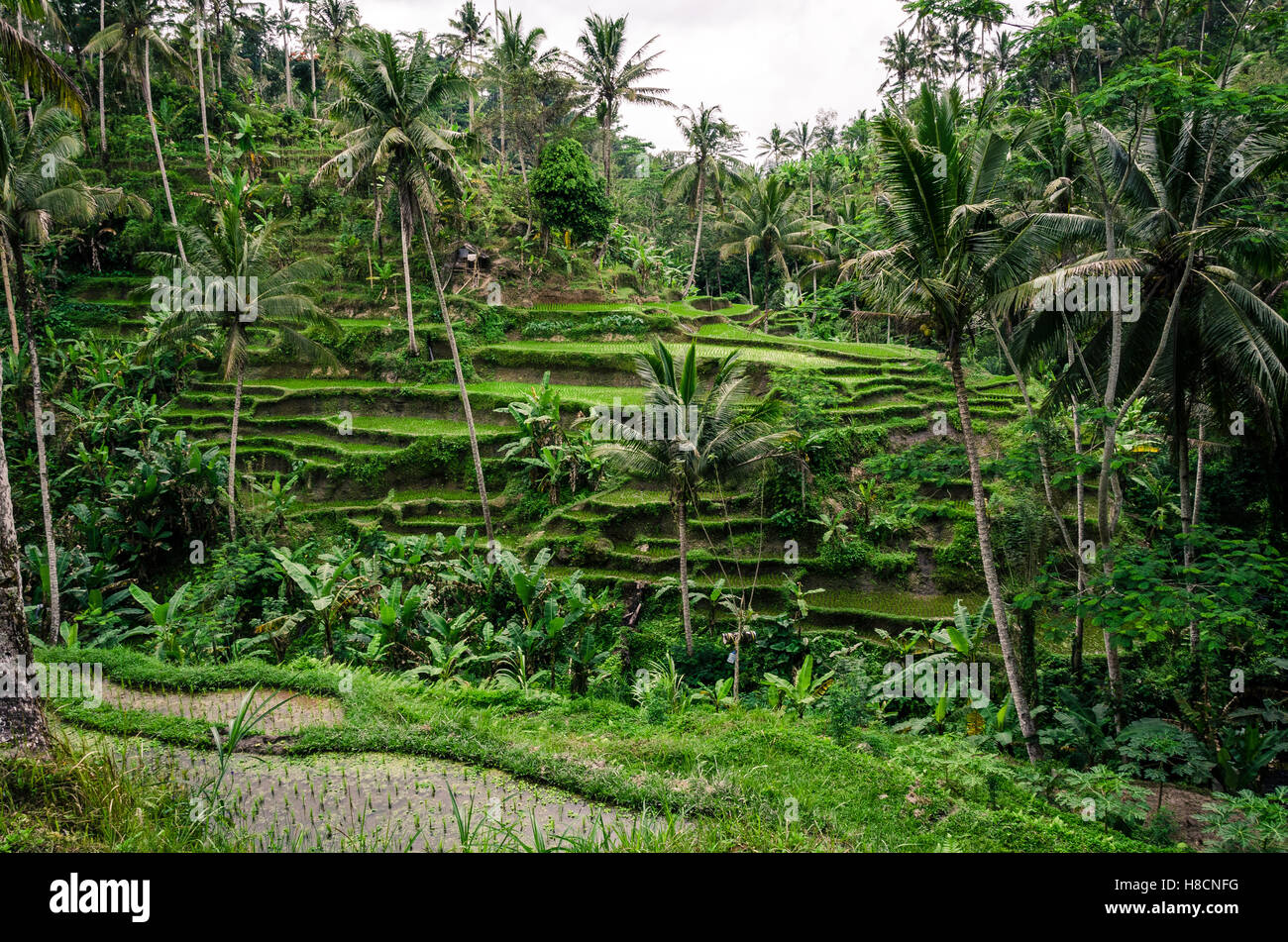 Tegalalang terrazzati riso risaie, Bali. Foto Stock