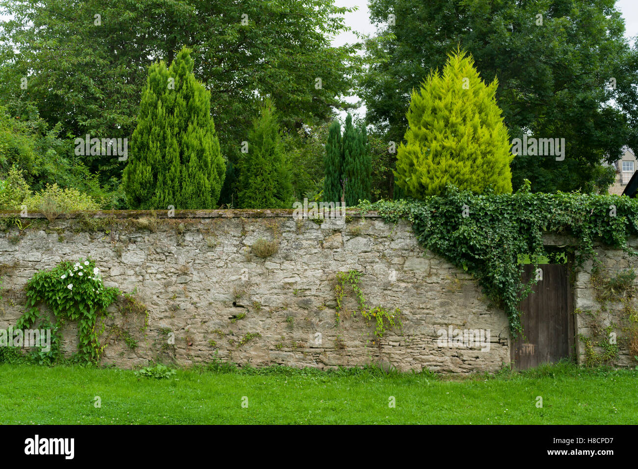 Coldstream, Berwickshire, Scozia sul confine inglese - giardino parete vicino al Tweed. Conifere. Foto Stock