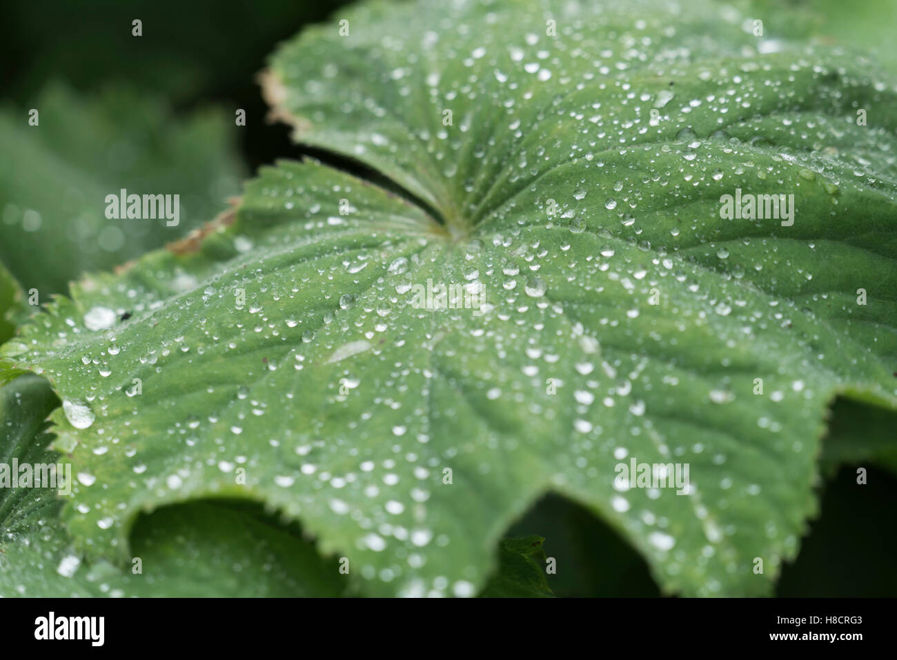Le goccioline di acqua sulla alchemilla mollis impianto Foto Stock