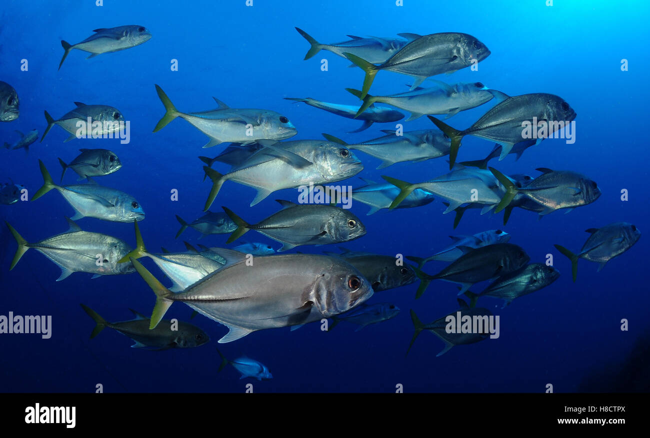 Jardines de la Reina (i giardini della regina) è uno di Cuba la più grande area protetta. Foto Stock