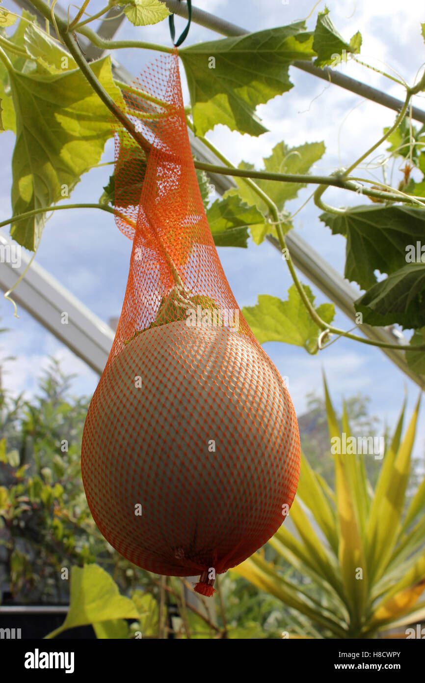 Cucumis melo var. cantalupo - melone Cantalupo emiro F1 cresce in serra Inglese Foto Stock