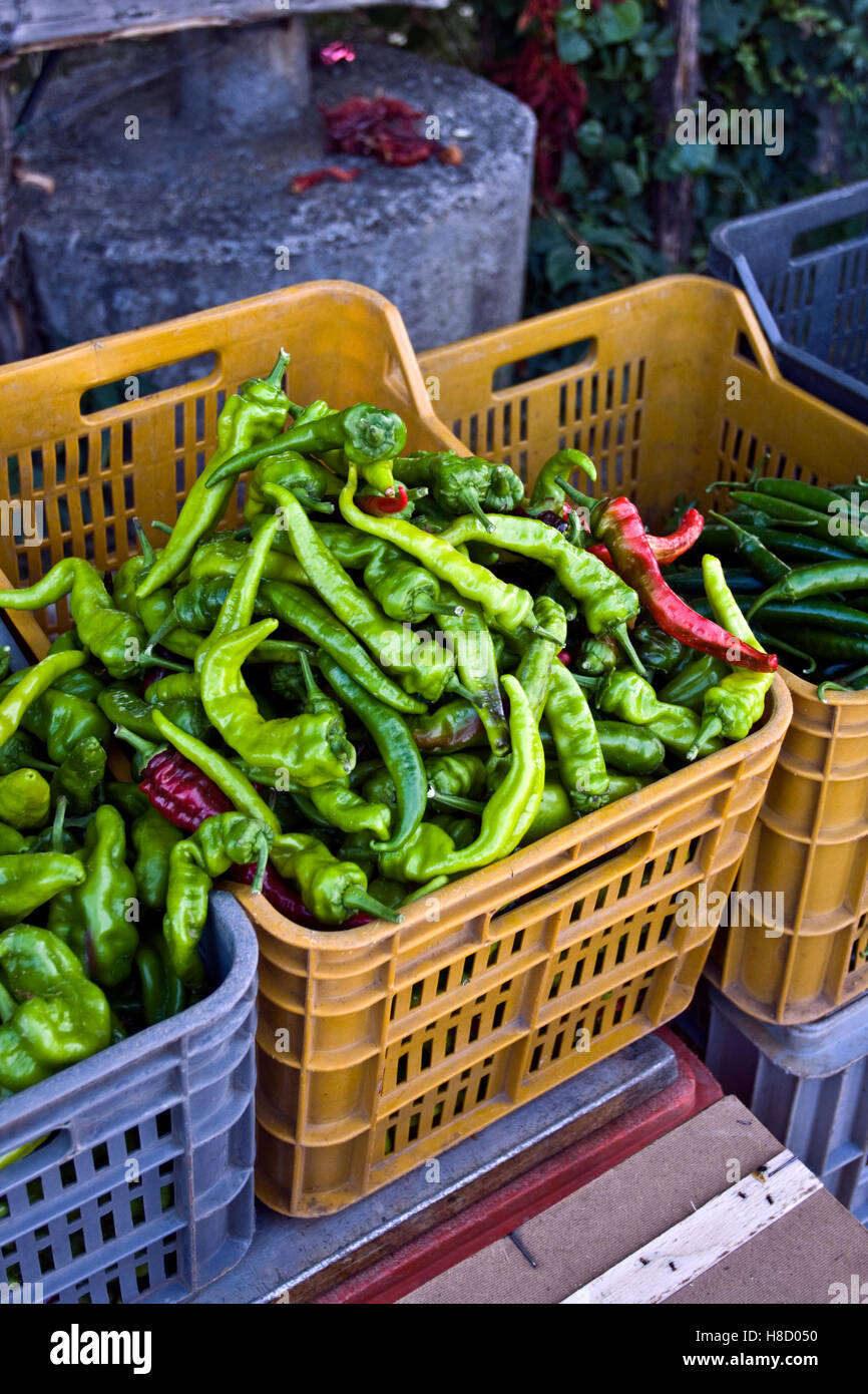 Peperoni Verdi in un vassoio di plastica, greengrocery in Calabria, nel sud dell'Italia, Italia, Europa Foto Stock