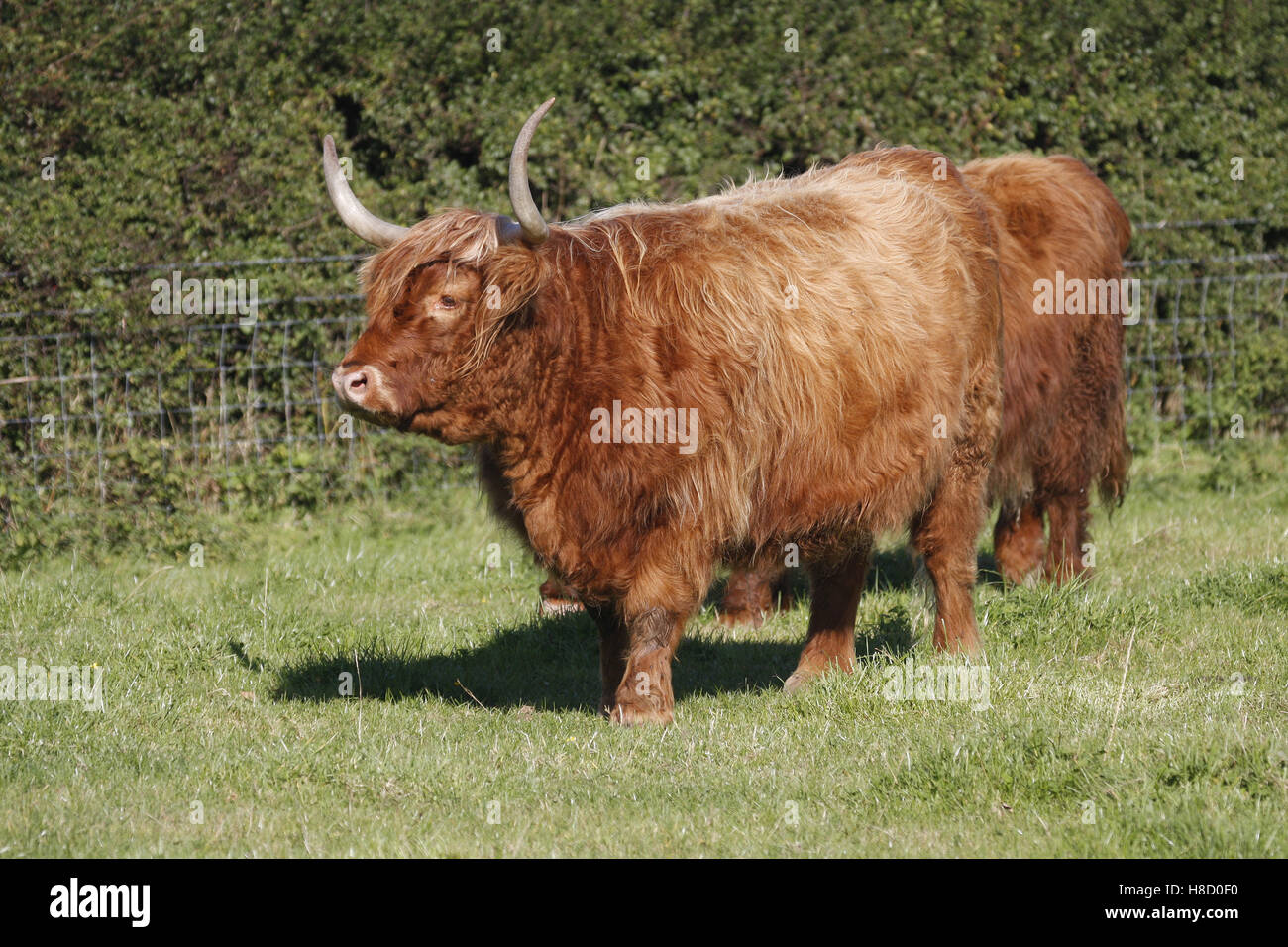 Aberdeen Angus Shetland bestiame nel campo Foto Stock
