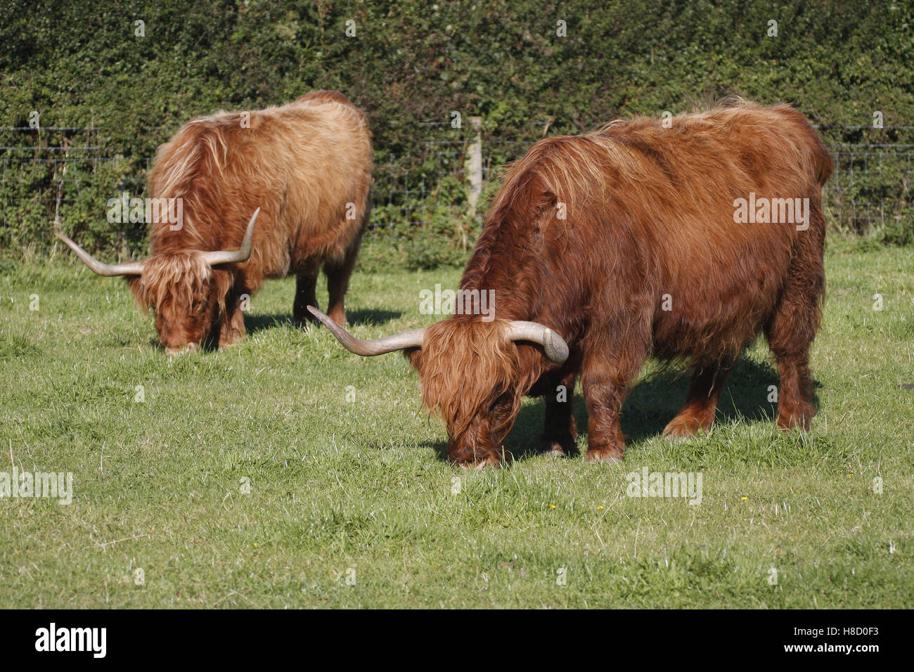 Due Aberdeen Angus Shetland il pascolo di bestiame nel campo Foto Stock