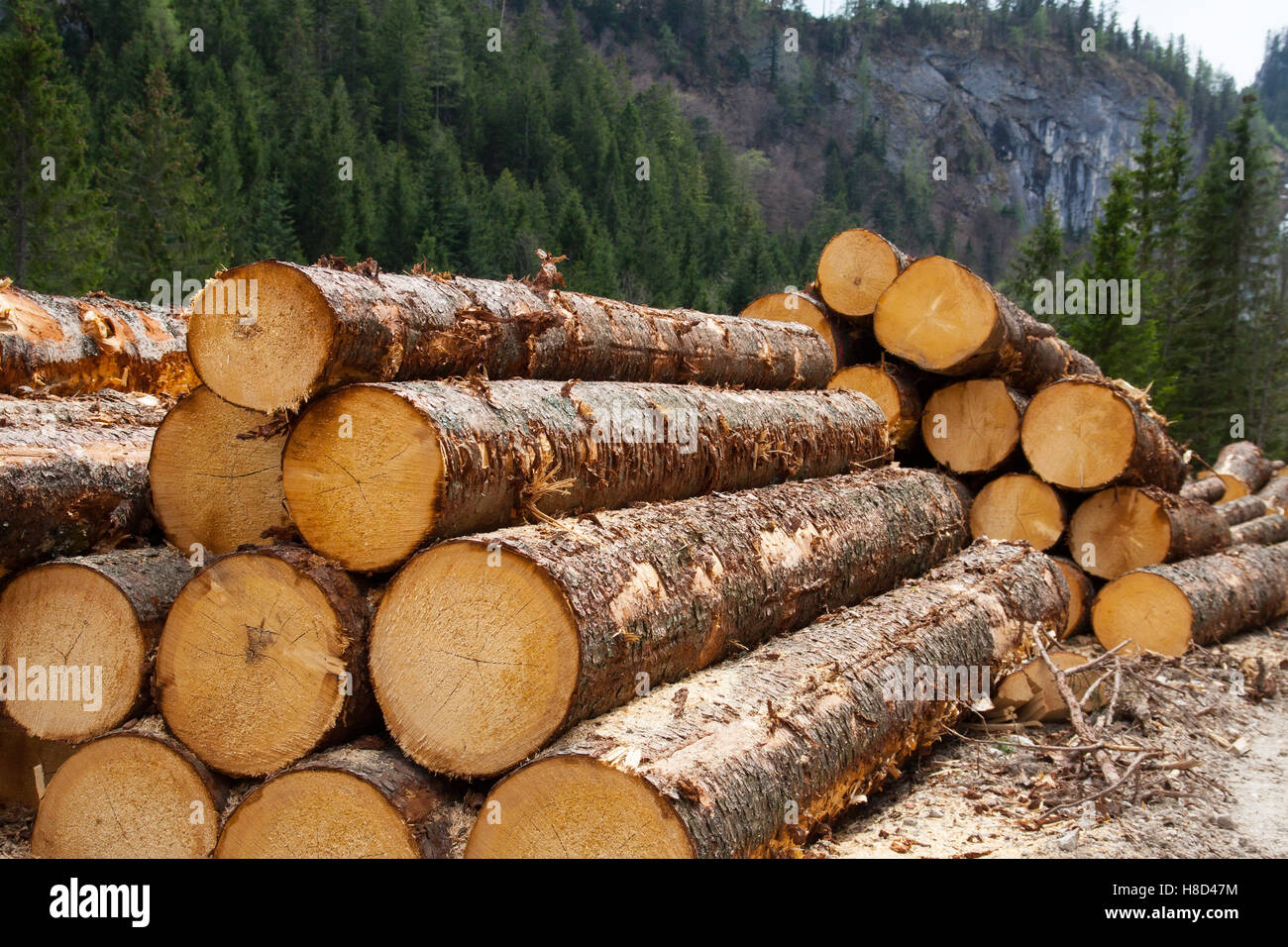 Registrazione di legname nelle Alpi austriache Foto Stock