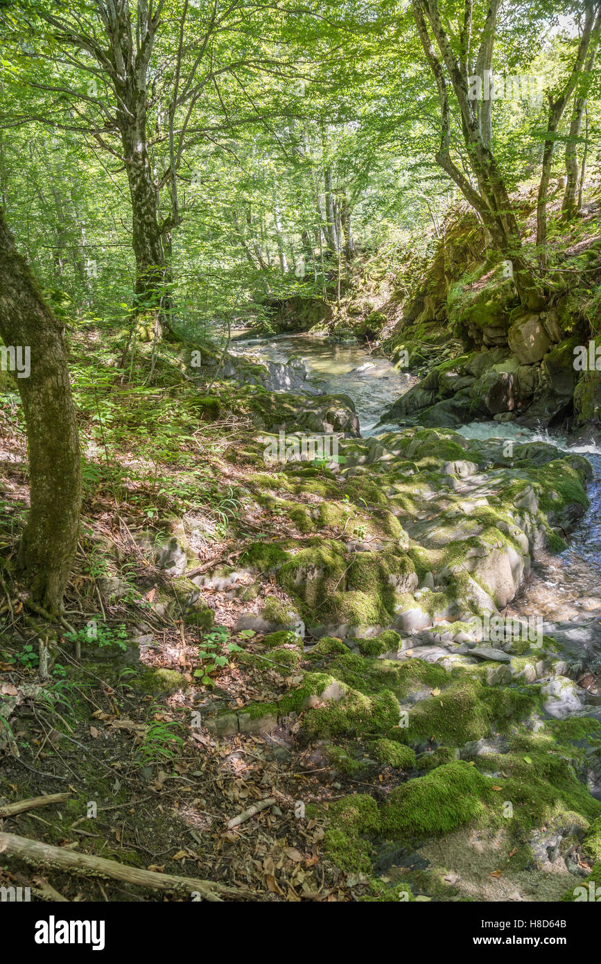 Splendido fiume flusso nella foresta Foto Stock