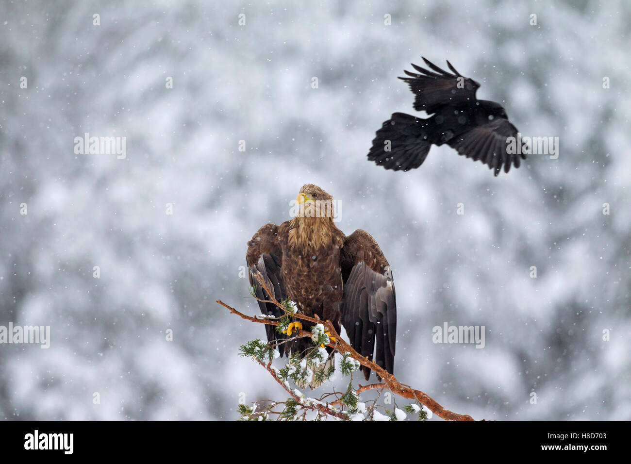 White-tailed sea eagle (Haliaeetus albicilla) capretti e il corvo imperiale (Corvus corax) flying overhead durante nevicate in inverno Foto Stock