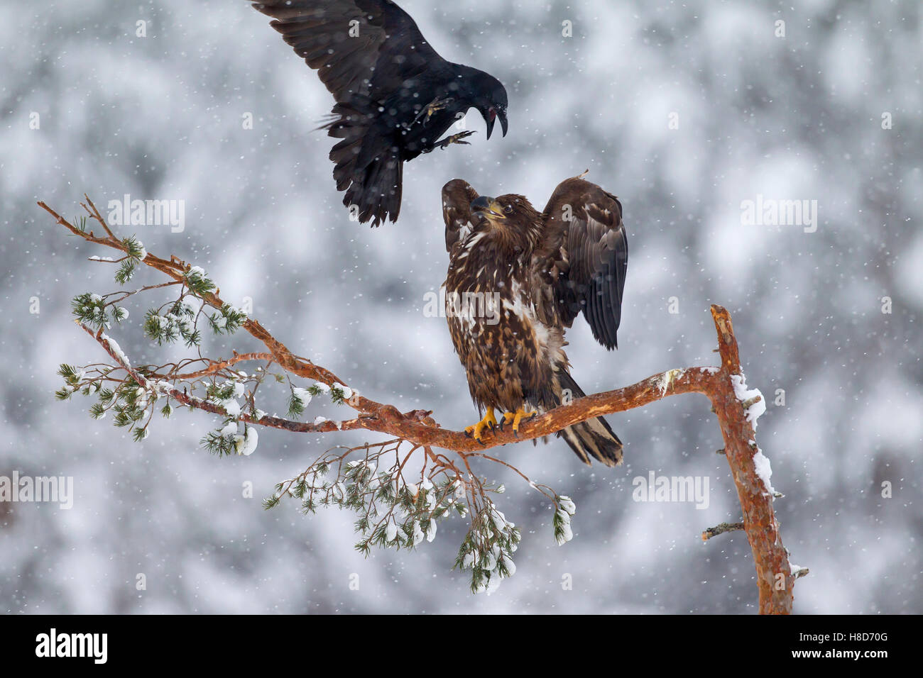 Corvo imperiale Corvus corax mobbing bianco-tailed eagle / sea eagle / erne (Haliaeetus albicilla) capretti arroccato nella struttura ad albero in inverno Foto Stock