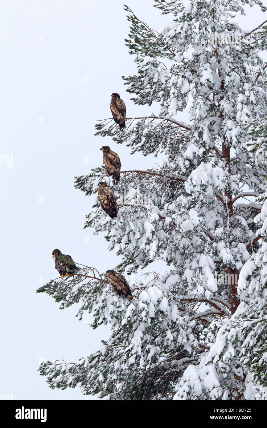 White-tailed eagles / White Tailed aquile di mare / ernes (Haliaeetus albicilla) sono ' appollaiati in pino coperto di neve in inverno Foto Stock