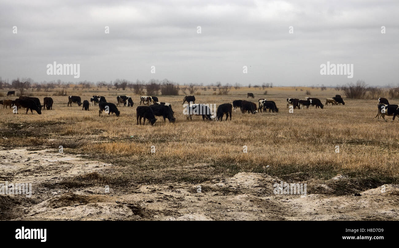 Il pascolo di bestiame nei campi abbandonati, ricoperta con boccole. Il Kazakistan, molla Foto Stock