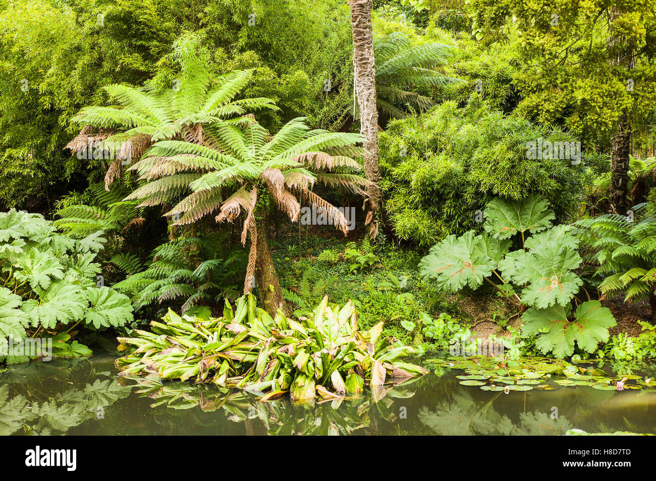 Il verdeggiante paesaggio di Heligan giardino giungla Cornwall Regno Unito Foto Stock