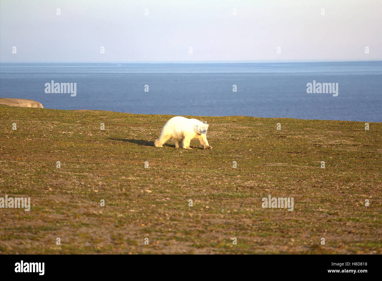 Orso polare (Ursus maritimus) si muove tra i polari deserto pietroso, sniffs, si guarda intorno Foto Stock