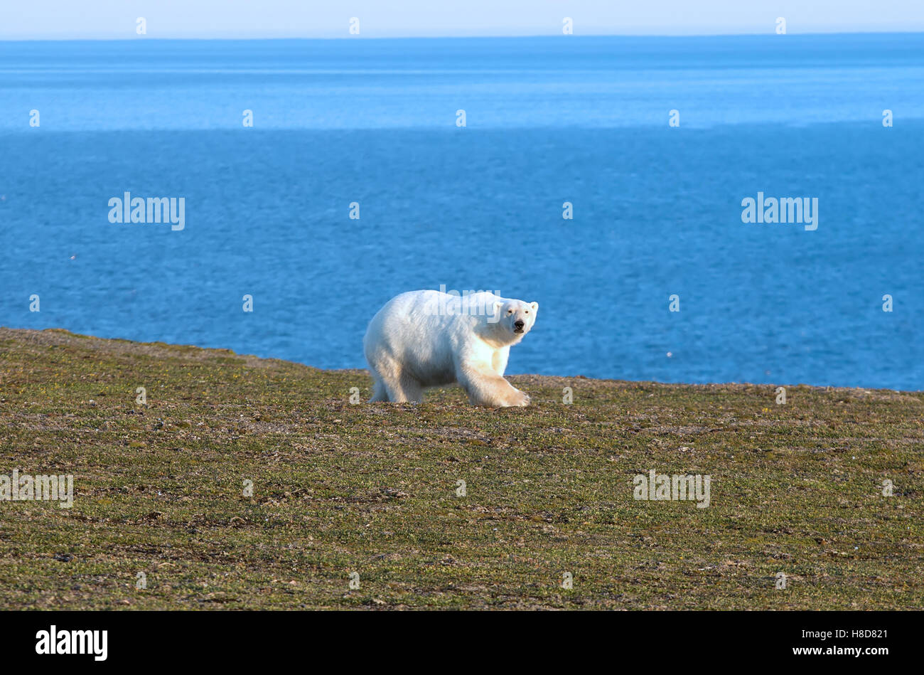 Orso polare (Ursus maritimus) si muove tra i polari deserto pietroso, sniffs, si guarda intorno Foto Stock