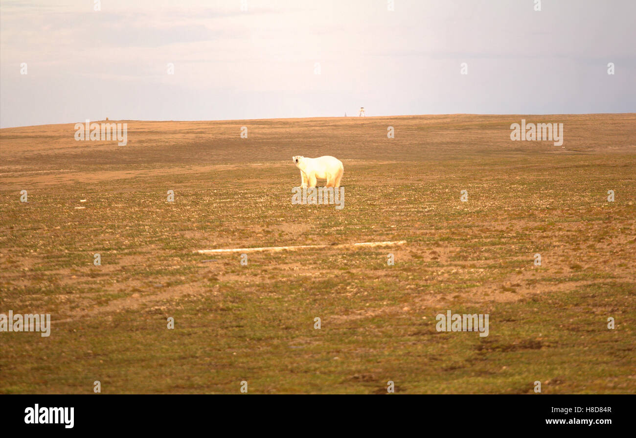 Orso polare (Ursus maritimus) si muove tra i polari deserto pietroso, sniffs, si guarda intorno Foto Stock