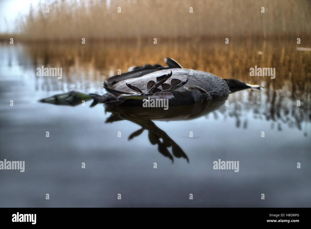La prossima reincarnazione. Dead black bird con strani piedi oscillanti in acqua. Lente di obiettivo viene aumentata Foto Stock