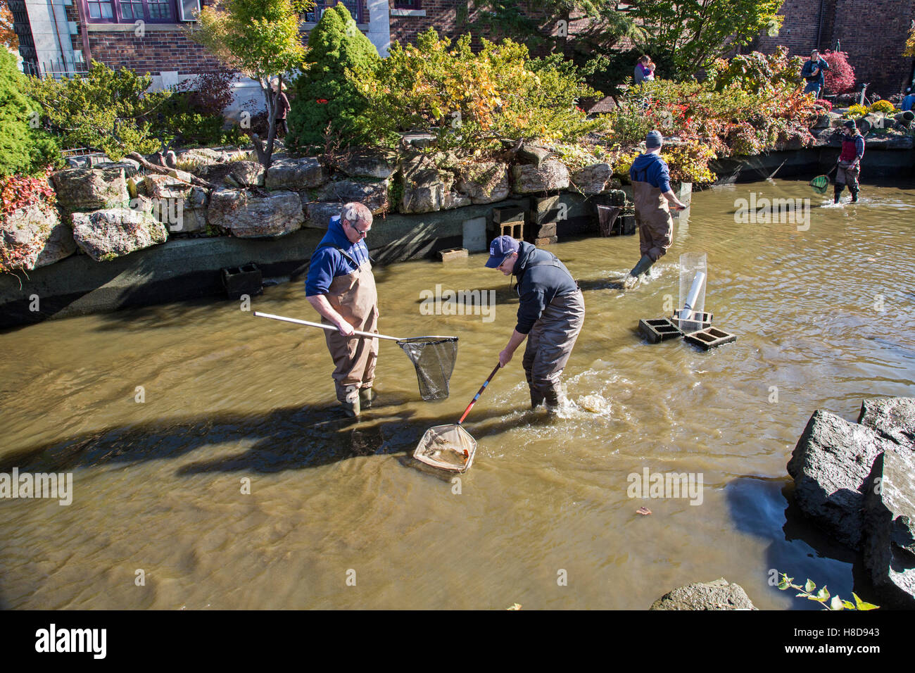 Detroit, Michigan - La Belle Isle Conservancy annuali di koi disputare spostato le carpe ornamentali per trimestri invernali. Foto Stock