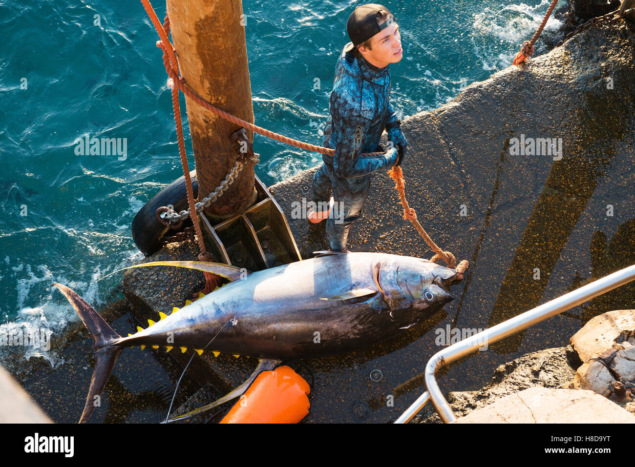 Isola di Ascensione sundown Free Diving team ritorno dalla pesca subacquea viaggio con tonno albacora o Ahi come il suo noto anche Foto Stock