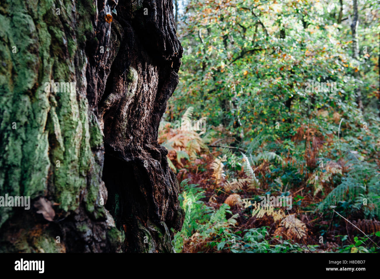 Querce secolari nella Foresta di Sherwood in autunno Foto Stock