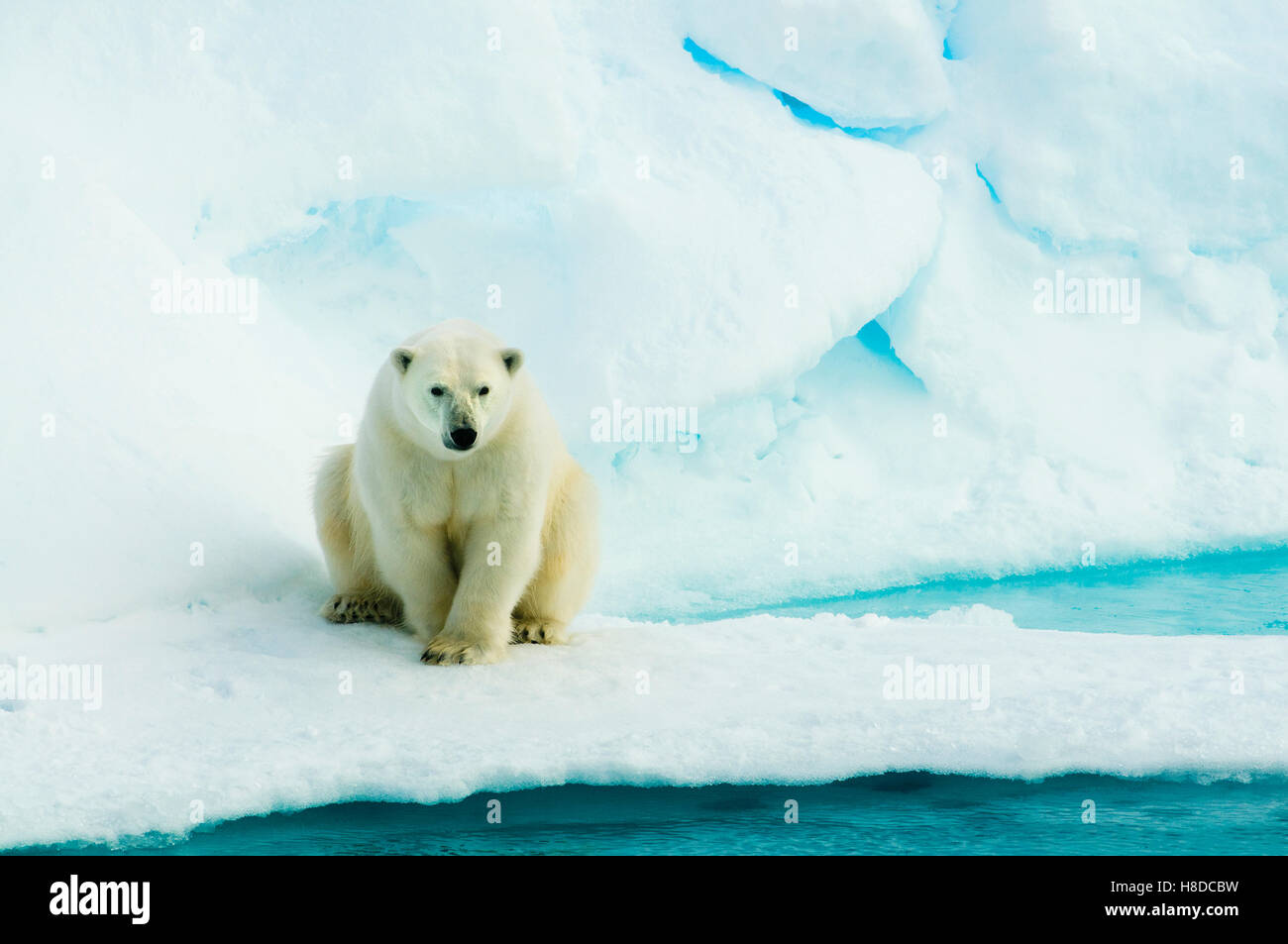 Orso polare (Ursus maritimus) sulla banchisa, Arctic selvatica Foto Stock