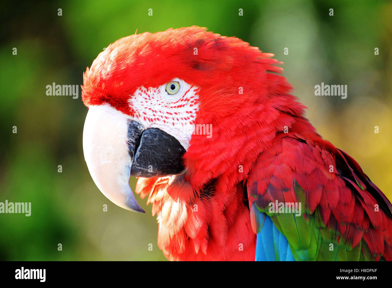 Qingdao, Qingdao, Cina. Xi Nov, 2016. Qingdao, CINA-Novembre 10 2016: (solo uso editoriale. Cina OUT).Un macaw pappagallo a Qingdao Forest Wildlife Zoo a Qingdao, Cina orientale della provincia di Shandong, Novembre 10th, 2016. La macaws può essere addestrato per mangiare i semi di girasole, i dadi e le date di cinesi. Alcuni dei pappagalli possono imitare la voce umana o altri suoni in tono mite. © SIPA Asia/ZUMA filo/Alamy Live News Foto Stock