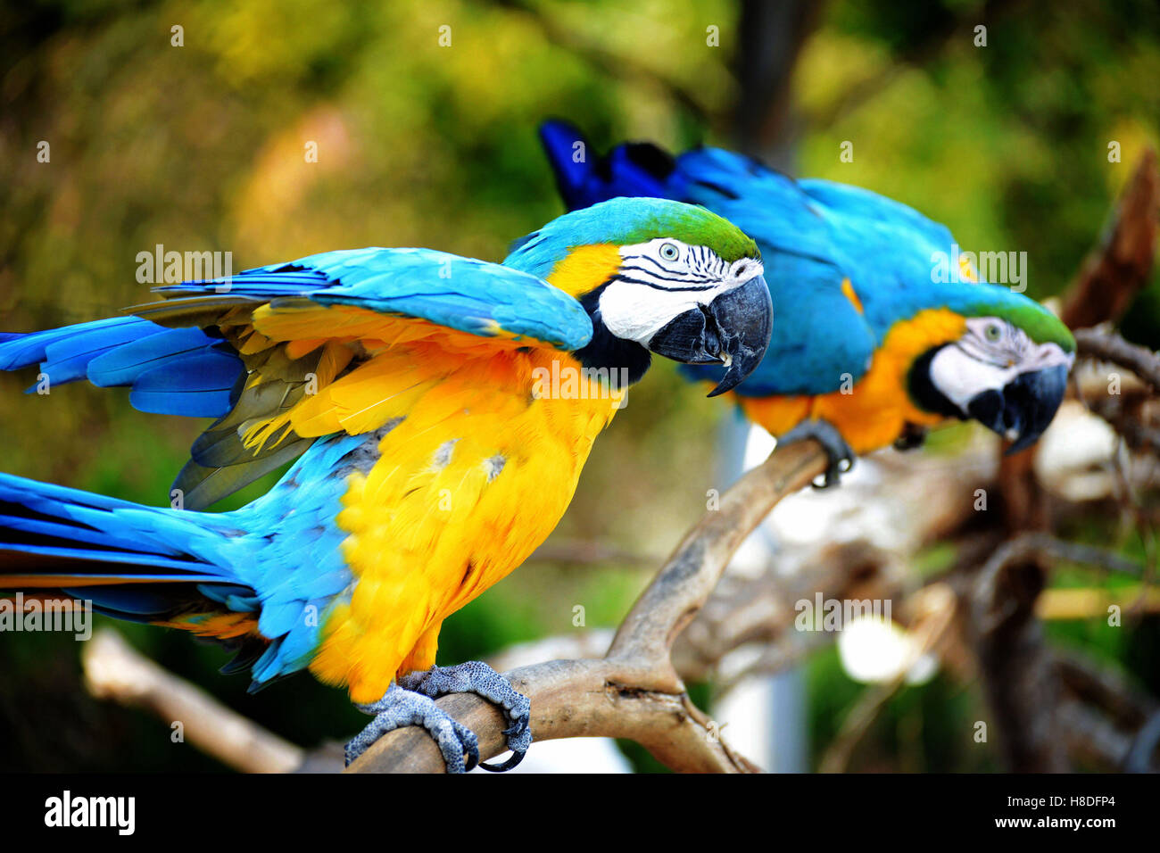 Qingdao, Qingdao, Cina. Xi Nov, 2016. Qingdao, CINA-Novembre 10 2016: (solo uso editoriale. Cina OUT).Macaw pappagalli a Qingdao Forest Wildlife Zoo a Qingdao, Cina orientale della provincia di Shandong, Novembre 10th, 2016. La macaws può essere addestrato per mangiare i semi di girasole, i dadi e le date di cinesi. Alcuni dei pappagalli possono imitare la voce umana o altri suoni in tono mite. © SIPA Asia/ZUMA filo/Alamy Live News Foto Stock