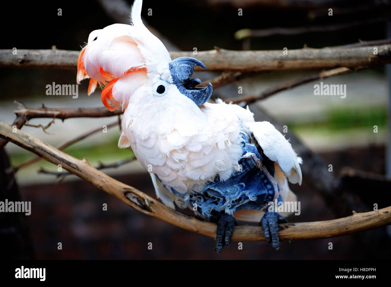 Qingdao, Qingdao, Cina. Xi Nov, 2016. Qingdao, CINA-Novembre 10 2016: (solo uso editoriale. Cina OUT).Un macaw pappagallo a Qingdao Forest Wildlife Zoo a Qingdao, Cina orientale della provincia di Shandong, Novembre 10th, 2016. La macaws può essere addestrato per mangiare i semi di girasole, i dadi e le date di cinesi. Alcuni dei pappagalli possono imitare la voce umana o altri suoni in tono mite. © SIPA Asia/ZUMA filo/Alamy Live News Foto Stock