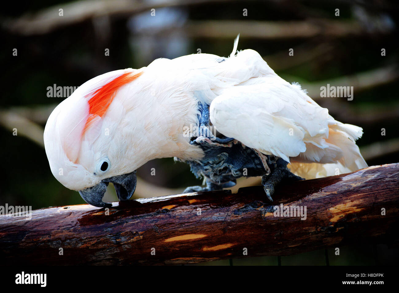 Qingdao, Qingdao, Cina. Xi Nov, 2016. Qingdao, CINA-Novembre 10 2016: (solo uso editoriale. Cina OUT).Un macaw pappagallo a Qingdao Forest Wildlife Zoo a Qingdao, Cina orientale della provincia di Shandong, Novembre 10th, 2016. La macaws può essere addestrato per mangiare i semi di girasole, i dadi e le date di cinesi. Alcuni dei pappagalli possono imitare la voce umana o altri suoni in tono mite. © SIPA Asia/ZUMA filo/Alamy Live News Foto Stock