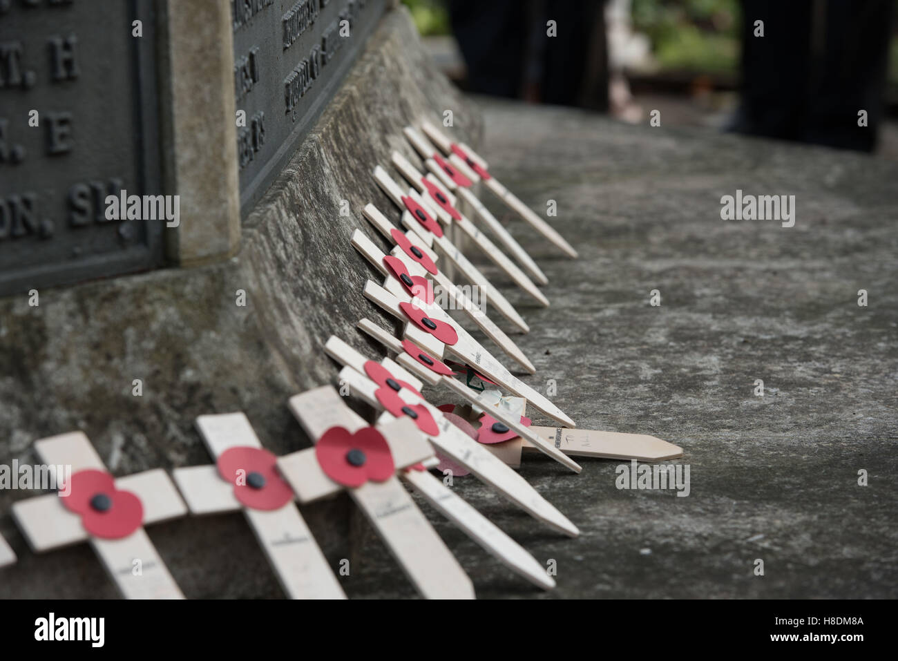 Brentwood, Essex, 11 novembre 2016, papaveri sul il giorno dell'Armistizio in Brentwood, Essex Credit: Ian Davidson/Alamy Live News Foto Stock