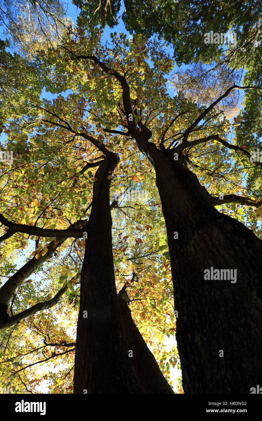 Headley Heath, Surrey, Inghilterra, Regno Unito 11 novembre 2016. Autunno di foglie di quercia In Headley Heath vicino Ashtead Surrey. Credito: Julia Gavin UK/Alamy Live News Foto Stock