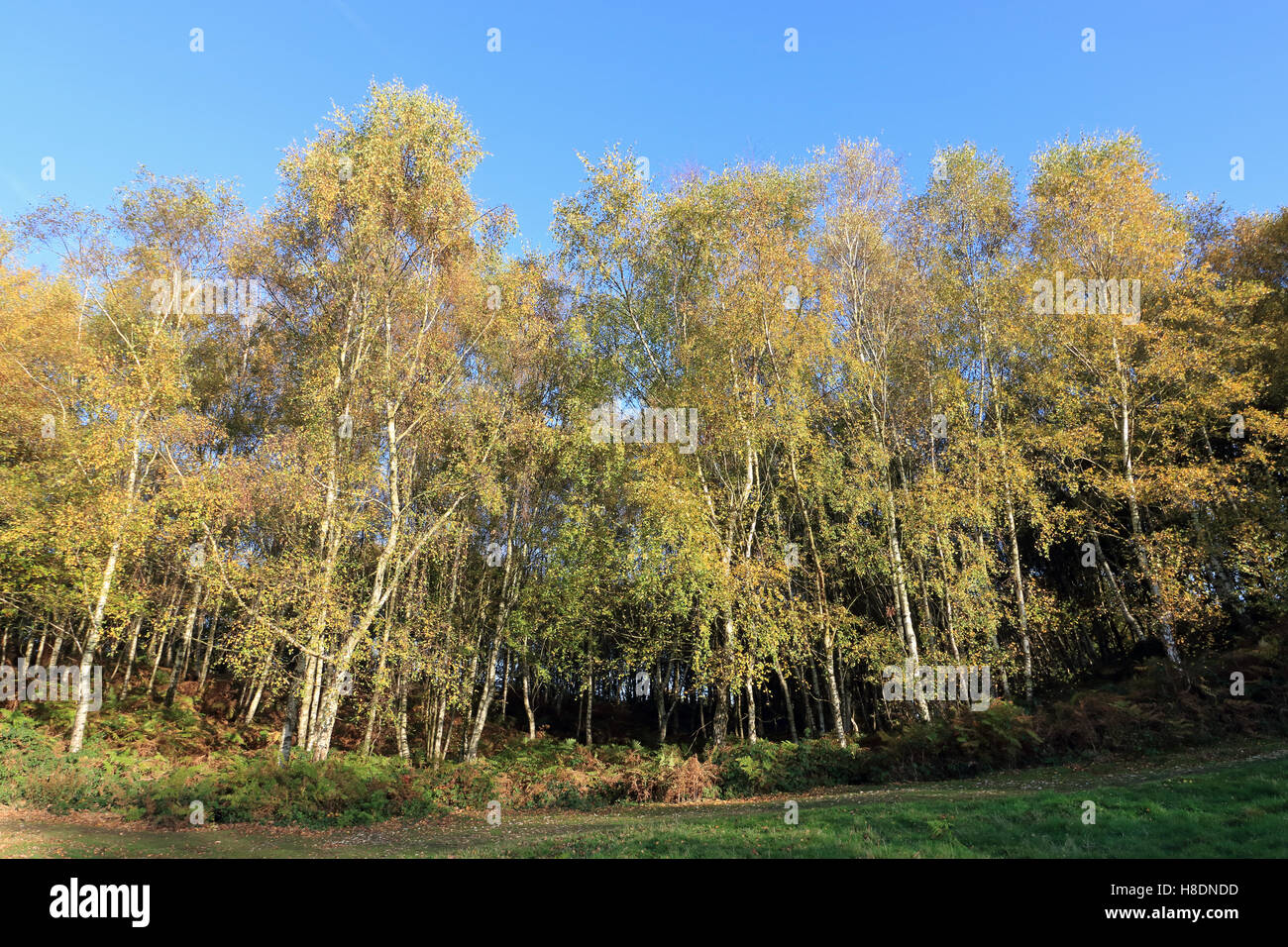 Headley Heath, Surrey, Inghilterra, Regno Unito 11 novembre 2016. Argento autunnali di betulle a Headley Heath vicino Ashtead Surrey. Credito: Julia Gavin UK/Alamy Live News Foto Stock