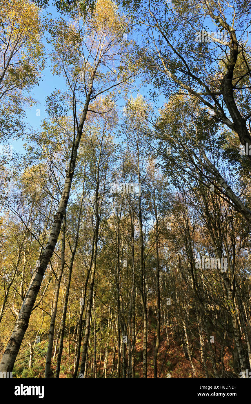Headley Heath, Surrey, Inghilterra, Regno Unito 11 novembre 2016. Argento autunnali di betulle a Headley Heath vicino Ashtead Surrey. Credito: Julia Gavin UK/Alamy Live News Foto Stock
