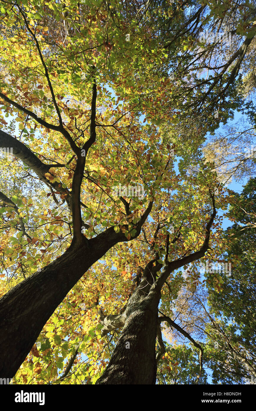 Headley Heath, Surrey, Inghilterra, Regno Unito 11 novembre 2016. Autunno di foglie di quercia In Headley Heath vicino Ashtead Surrey. Credito: Julia Gavin UK/Alamy Live News Foto Stock