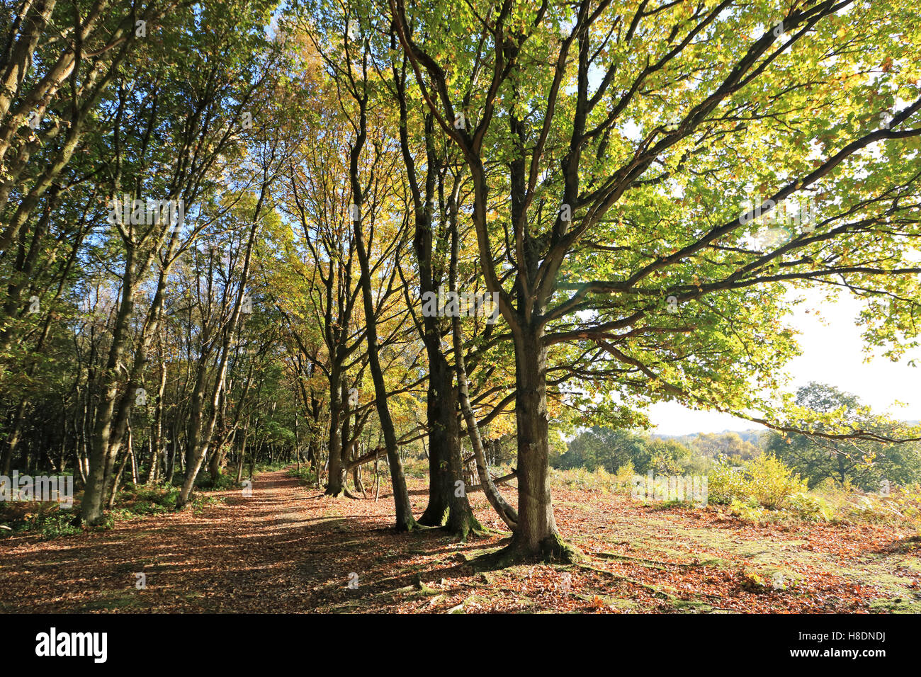 Headley Heath, Surrey, Inghilterra, Regno Unito 11 novembre 2016. Foglie di autunno su Headley Heath vicino Ashtead Surrey. Credito: Julia Gavin UK/Alamy Live News Foto Stock